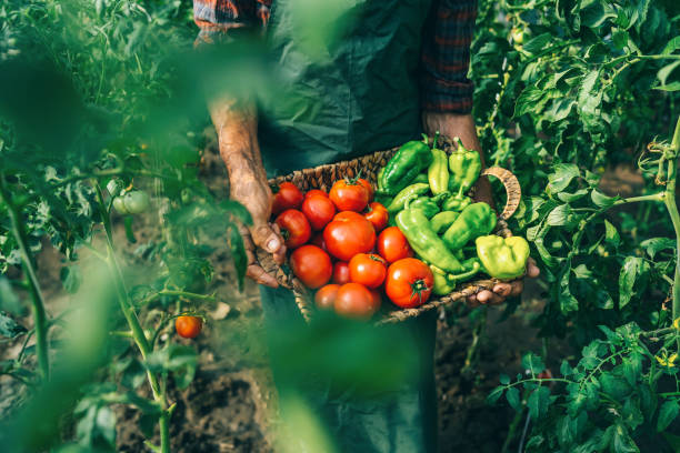 Crop Picking